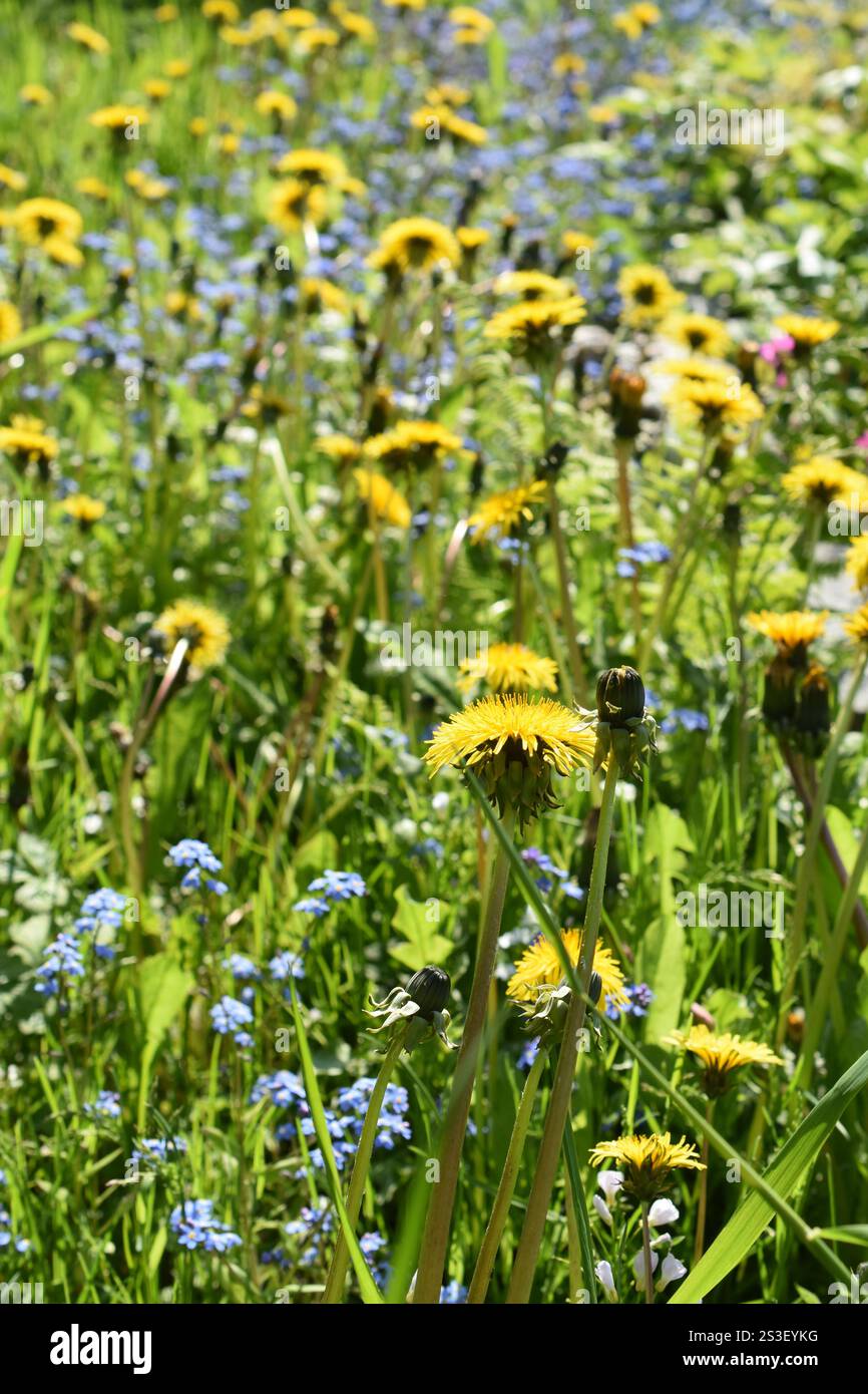 Fiori selvatici adatti agli insetti che crescono in un giardino Foto Stock