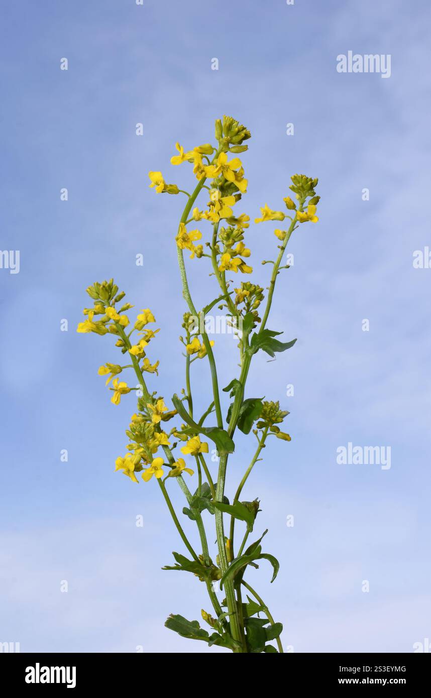 Wintercress Barbarea vulgaris fiori gialli su sfondo blu del cielo Foto Stock