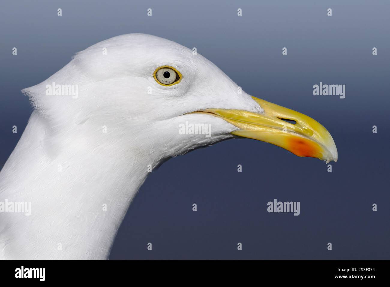Gabbiano di aringa; Larus argentatus; un ritratto di uccelli piumati per adulti nel febbraio di Norfolk Foto Stock