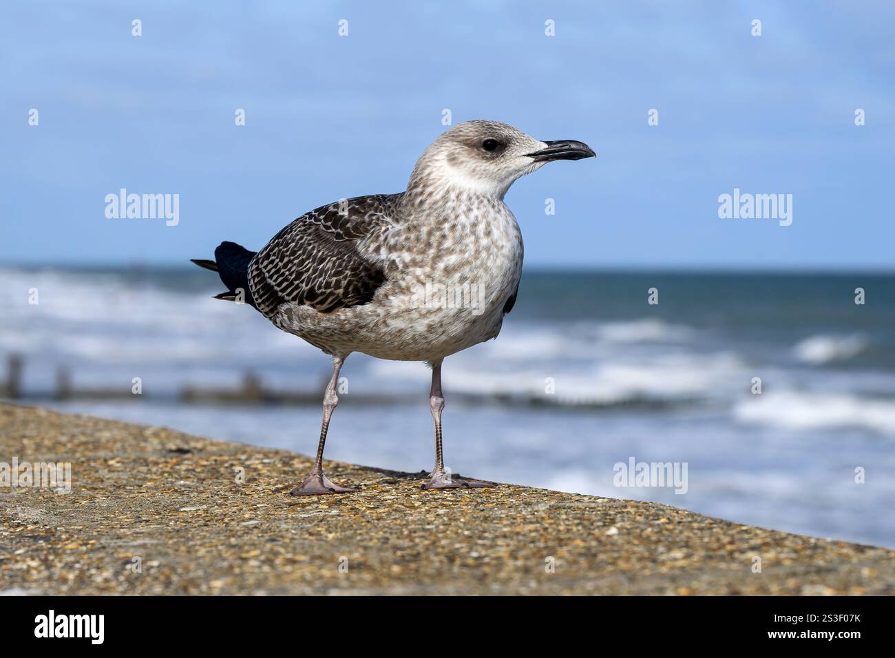 Gabbiano nero inferiore; Larus fuscus; primo uccello invernale su una parete marina del Norfolk. Norfolk ottobre Foto Stock