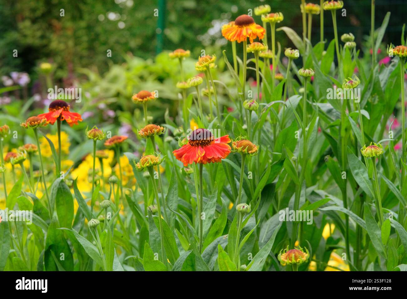 Helenium autumnale nel prato. Pianta della famiglia Aster. Pianta ornamentale. Orange Helenium autumnale cresce nel giardino di cottage. Giornata di sole. Foto Stock