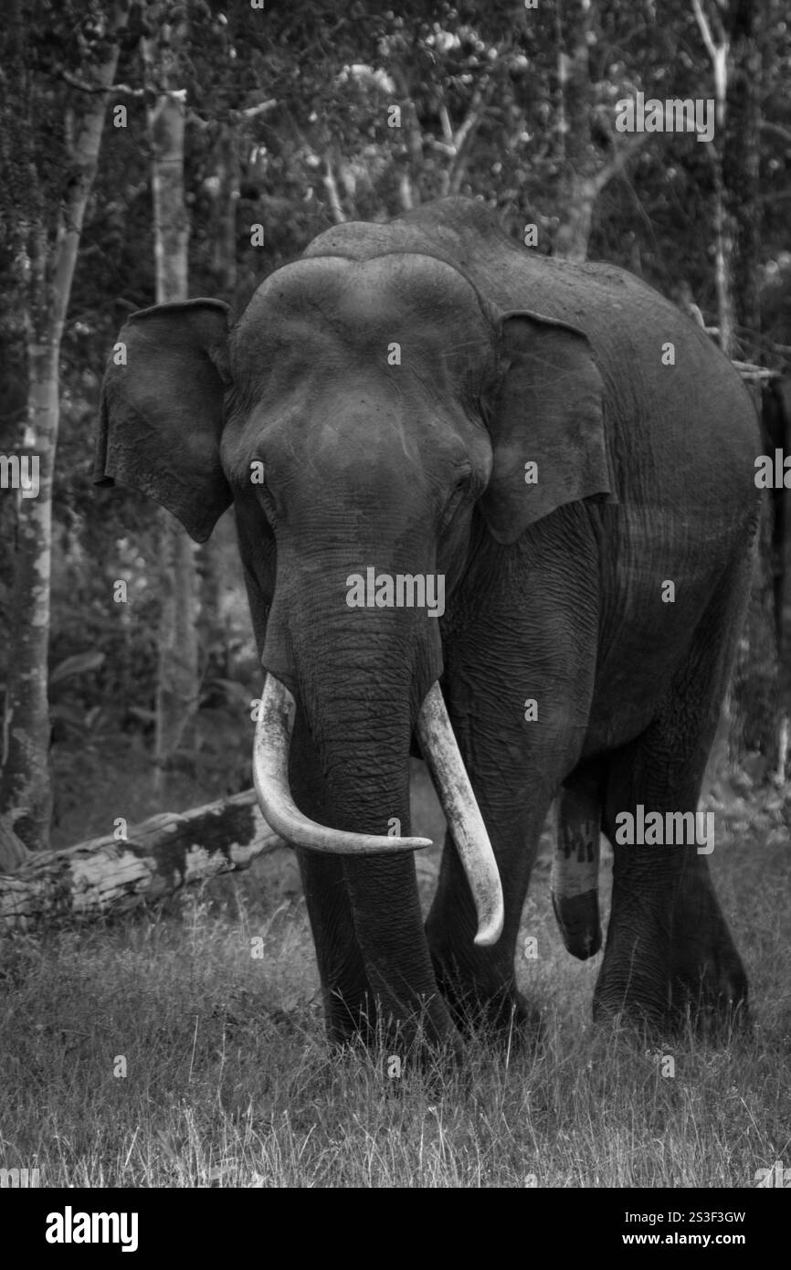 Primo piano in bianco e nero di un elefante rivolto verso la parte anteriore con zanne scattate durante un safari nella giungla Foto Stock
