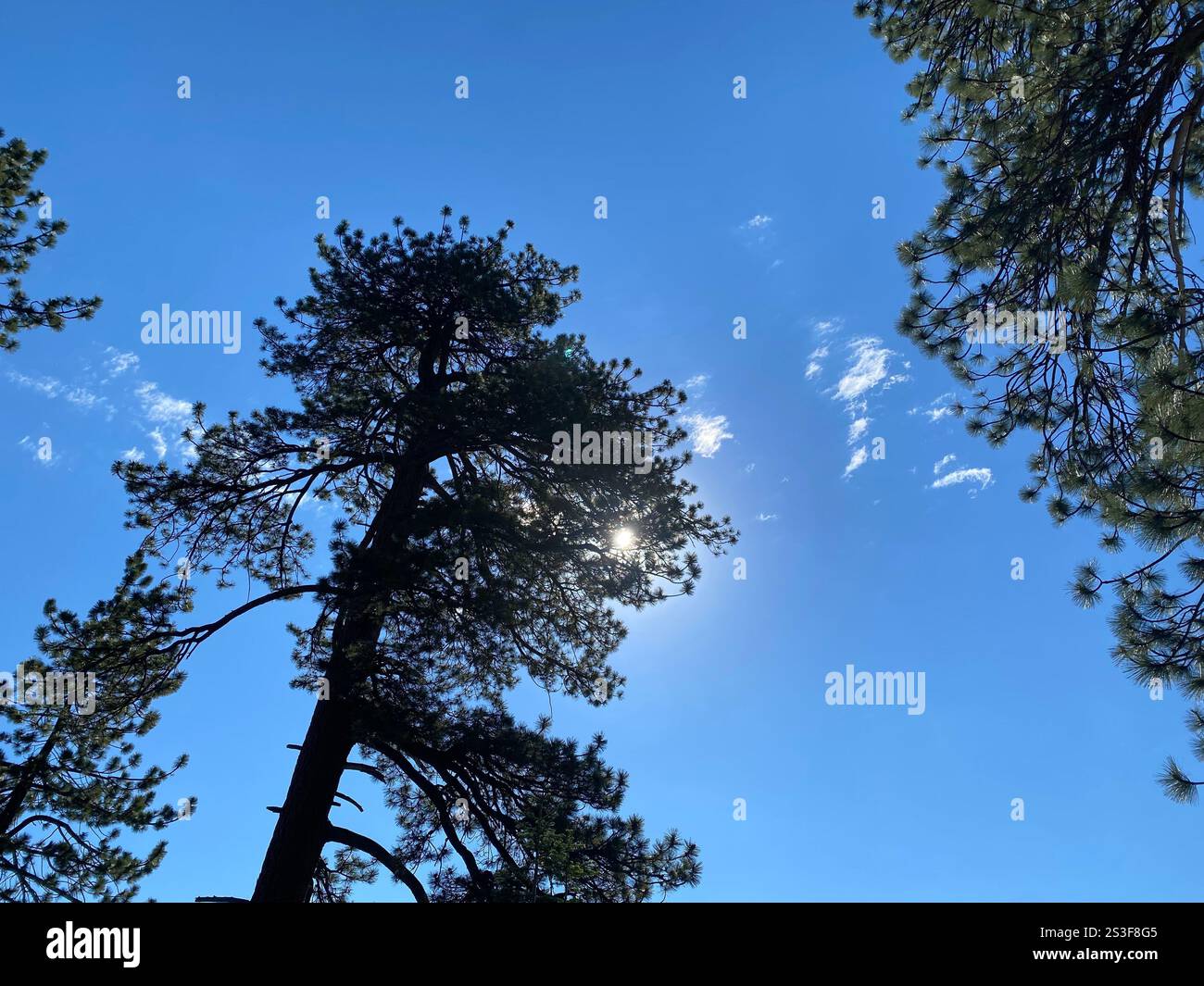 Una vista del sole attraverso una fitta tettoia della foresta. - Immagine stock catturata con smartphone