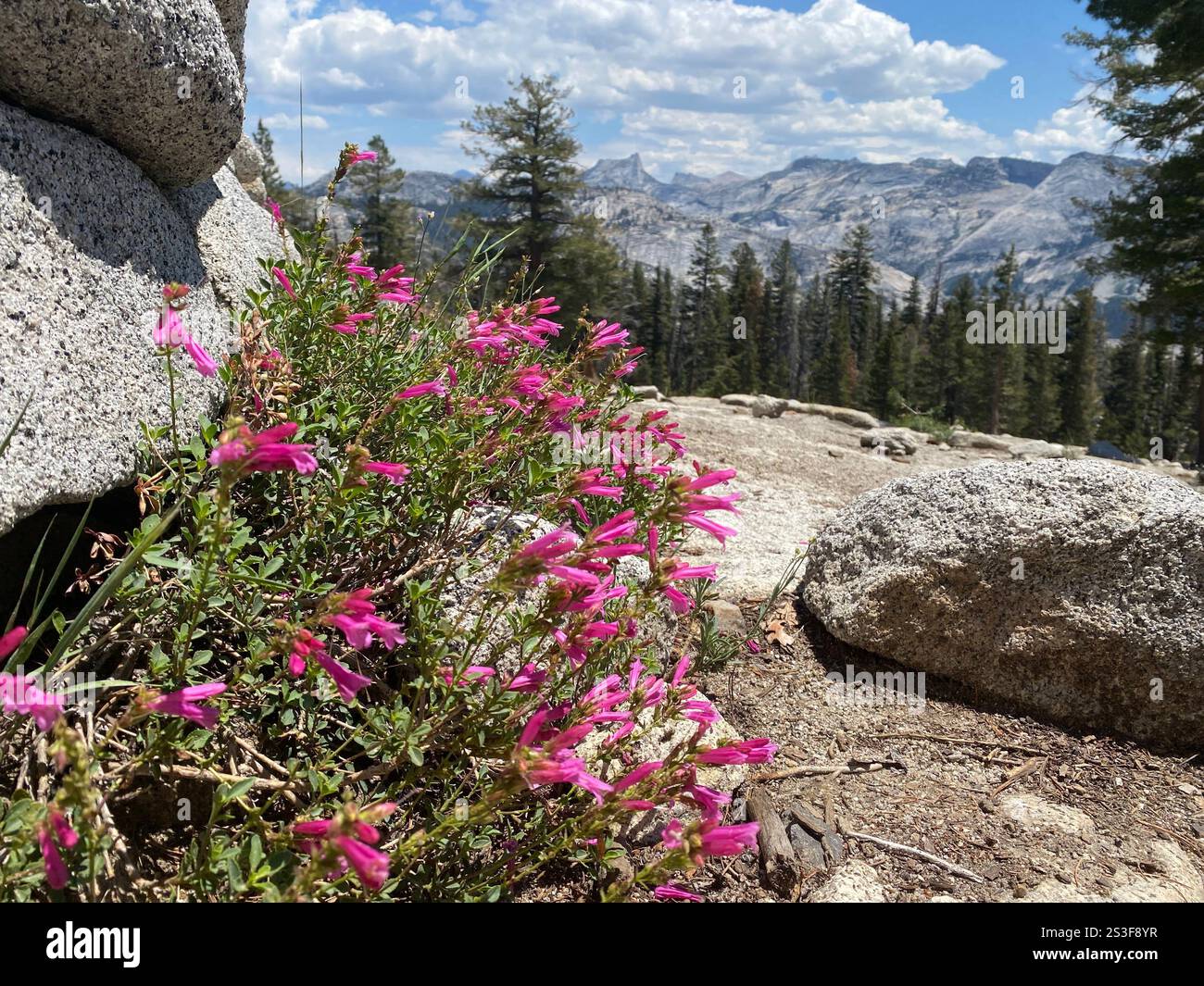 I fiori viola nascono dal paesaggio granitico. - Immagine stock catturata con smartphone