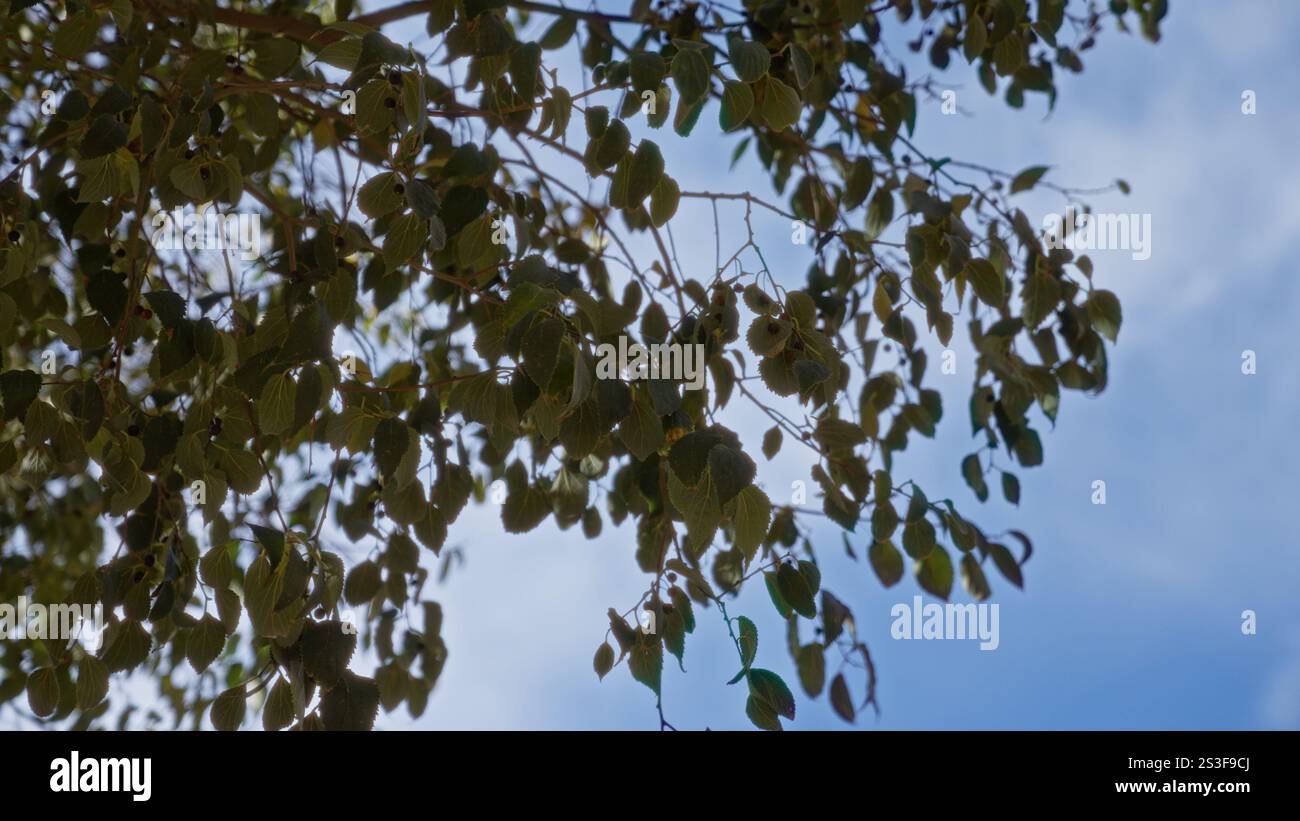 La luce del sole filtra attraverso i rami dello ziziphus jujuba, mostrando foglie verdi lussureggianti contro un cielo blu brillante a murcia, in spagna, creando un ambiente all'aperto sereno Foto Stock