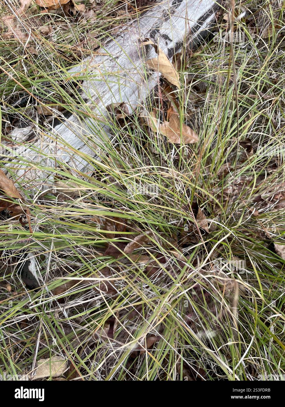 Muhlenbergia capillaris (Hairawn Muhly) Foto Stock