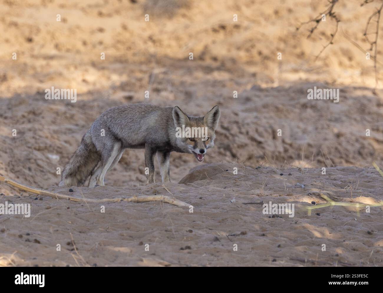 Desert Fox fotografato nel Desert National Park - Rajasthan, India Foto Stock