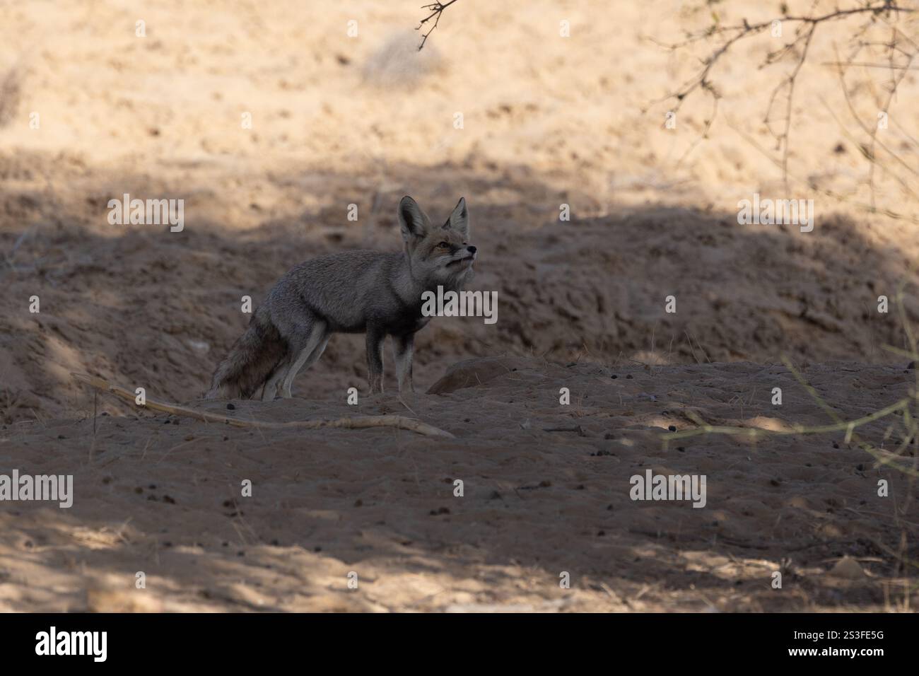 Desert Fox fotografato nel Desert National Park - Rajasthan, India Foto Stock