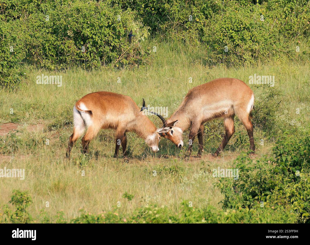 Waterbuck di defassa ugandese, Defassa-Wasserbock, cobe à croissant, Kobus ellipsiprymnus defassa, Kazinga Channel, parco nazionale della Regina Elisabetta, Uganda Foto Stock