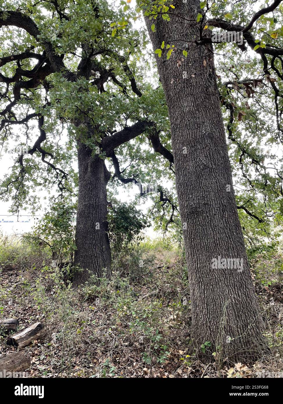 Quercia (Quercus stellata) Foto Stock