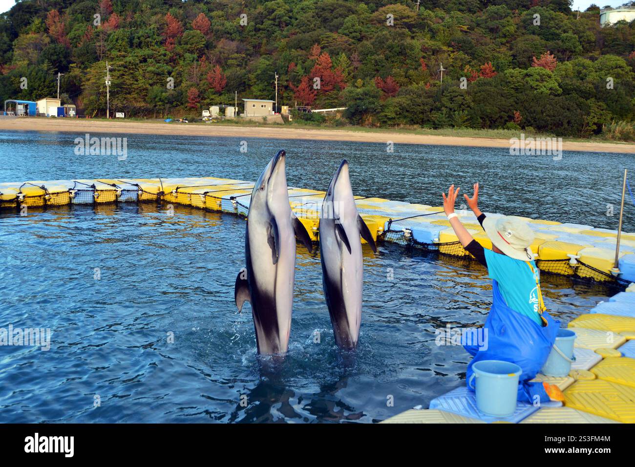 I delfini eseguono trucchi e salti al Japan Dolphin Centre di Shikoku, Giappone Foto Stock