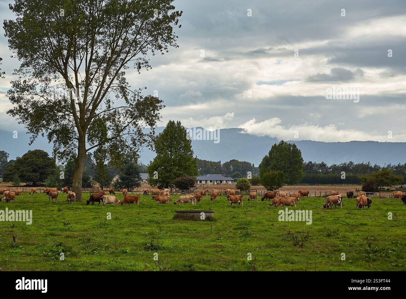 Allevamento di bestiame in un campo neozelandese Foto Stock