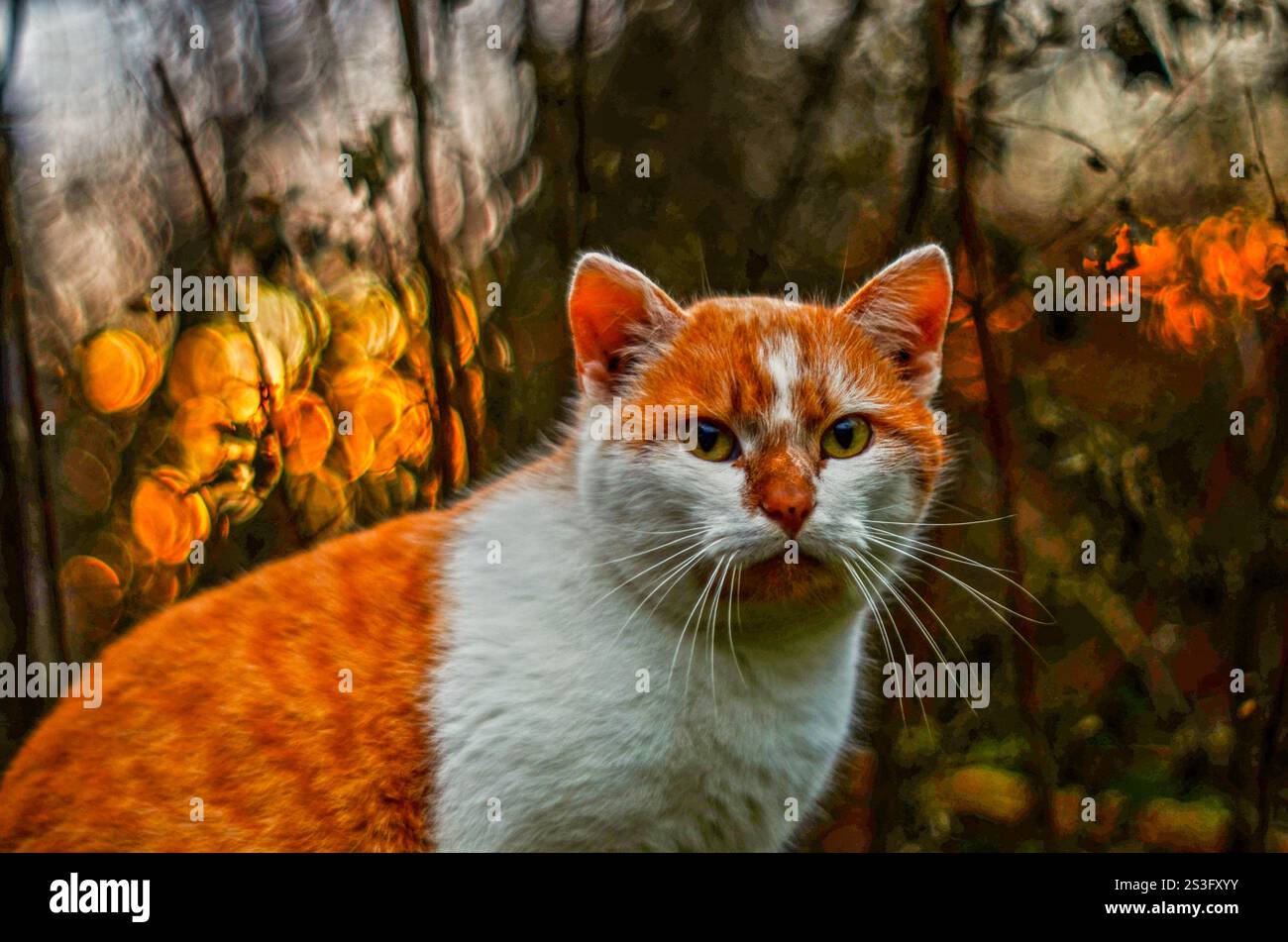 Un simpatico gatto rosso catturato con un obiettivo vintage Foto Stock