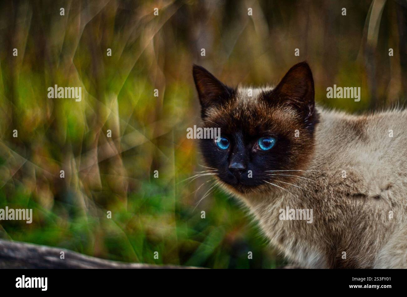 Un gatto di bellezza con gli occhi blu, la foto è stata realizzata con una lente d'epoca Foto Stock
