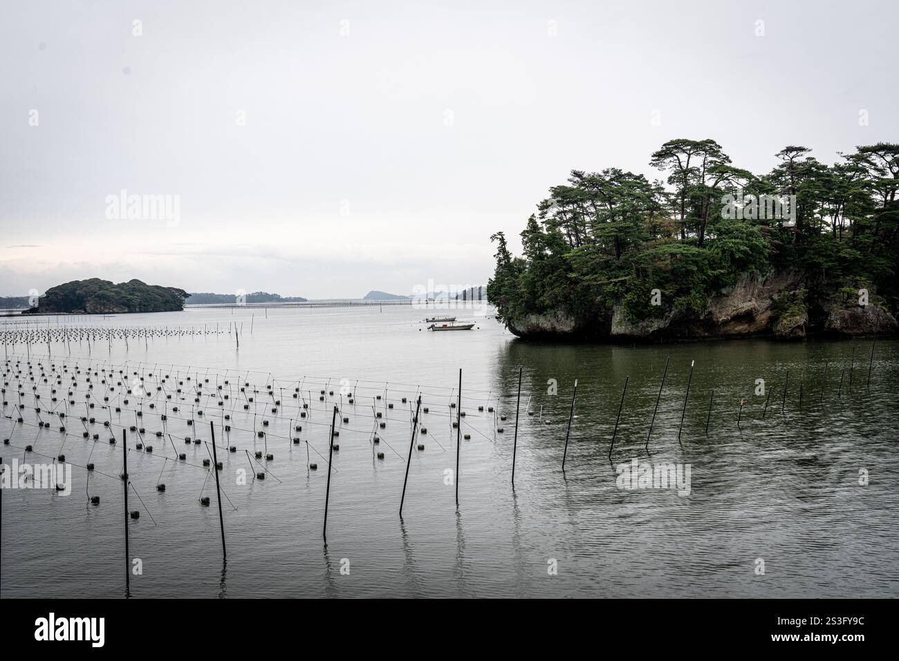 Allevamento di alghe nella baia di Matsushima. Il riscaldamento globale e il declino degli stock ittici mondiali hanno portato a una crescente domanda di cibo da parte dell’agricoltura marittima. A. Foto Stock