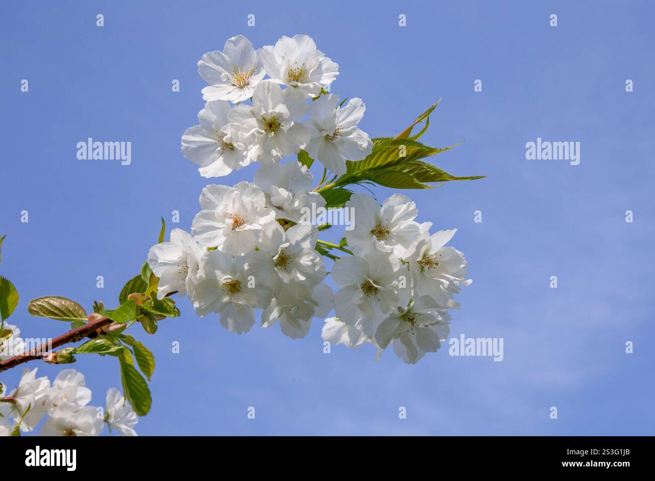 fiore bianco di un ciliegio in dettaglio Foto Stock
