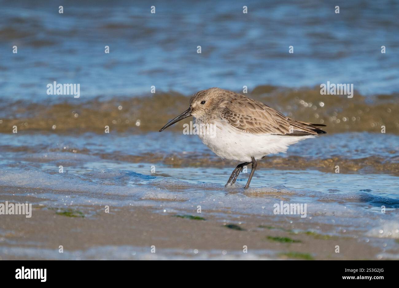 Dunlin (Calidris alpina) si forgia in distese di fango Foto Stock