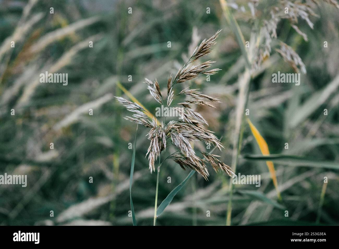 Primo piano di una singola pianta con teste di semi, marrone chiaro e grigio, su uno sfondo sfocato di piante simili in toni verdi e grigi attenuati. La f Foto Stock