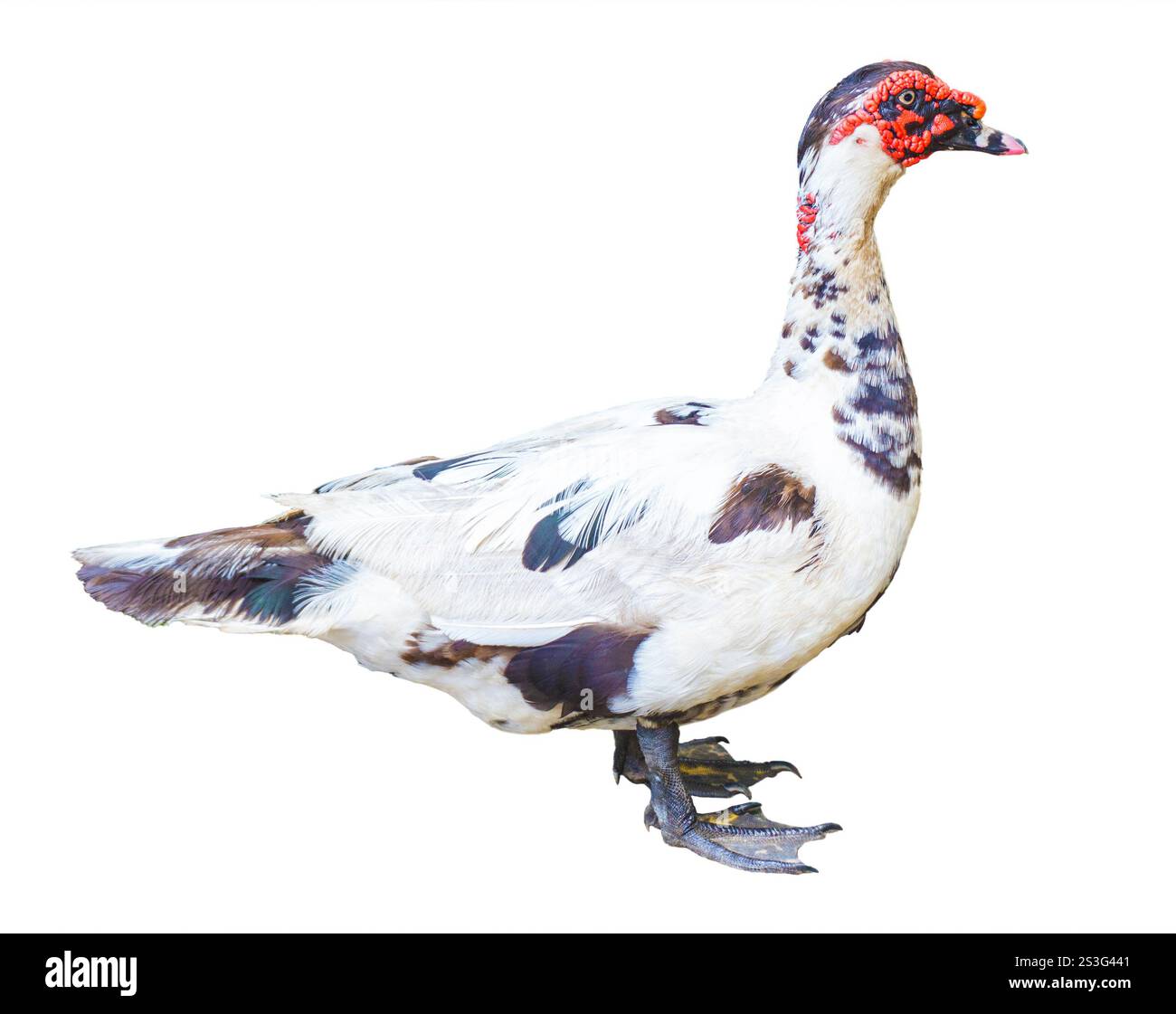 Muscovy Duck (Cairina moschata) con i suoi caratteristici caruncoli sul viso isolati su sfondo bianco. Foto Stock