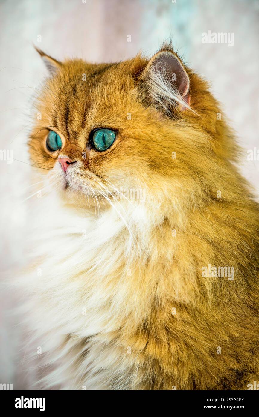 Ritratto di un Longhair britannico Foto Stock