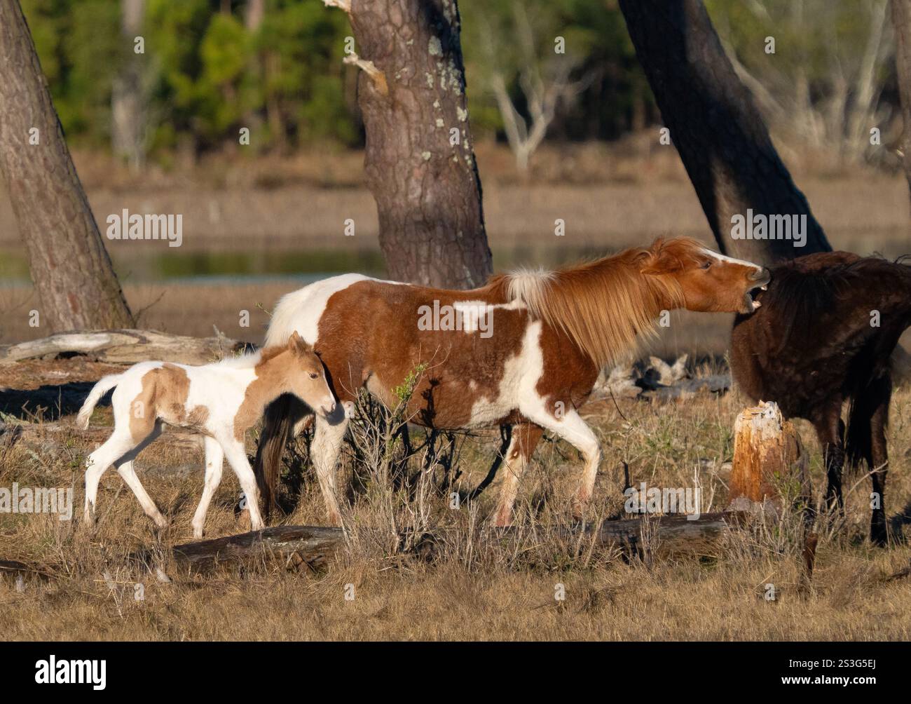 Pony selvatico di Chincoteague (Equus ferus caballus) mare e puledro. Mare è vicino a un cavallo. Foto Stock