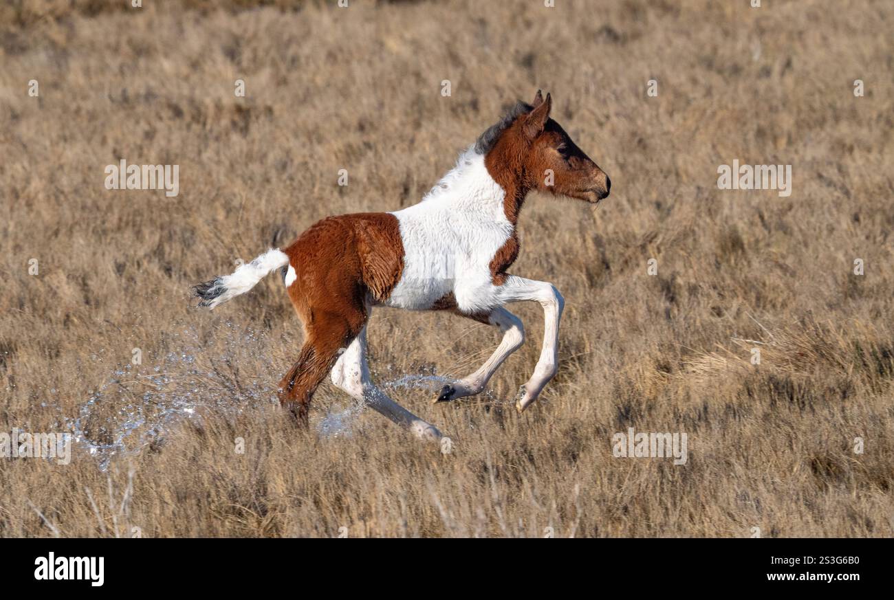 Pony selvatico di Chincoteague (Equus ferus caballus), corsa di puledri Foto Stock