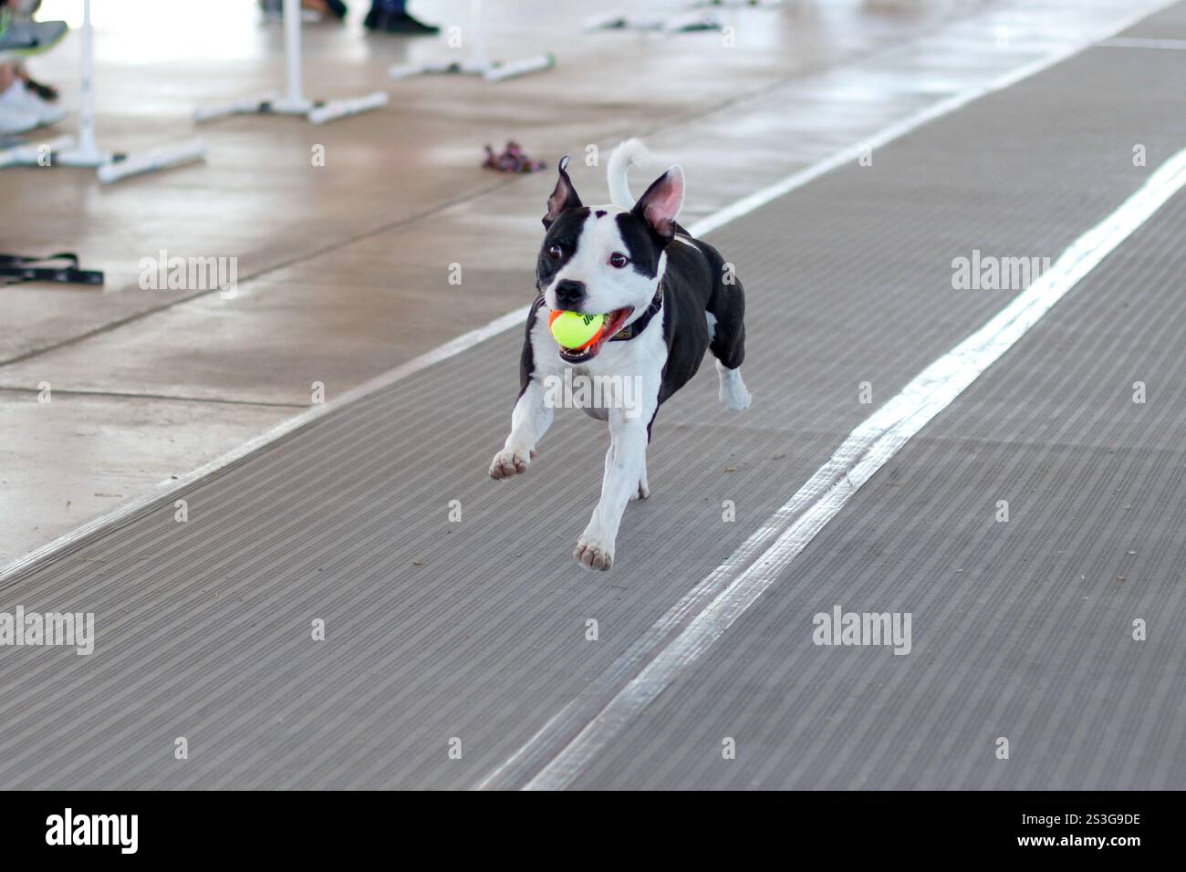 Bianco e nero Staffordshire Bull terrier che corre sul tappeto con una palla Foto Stock