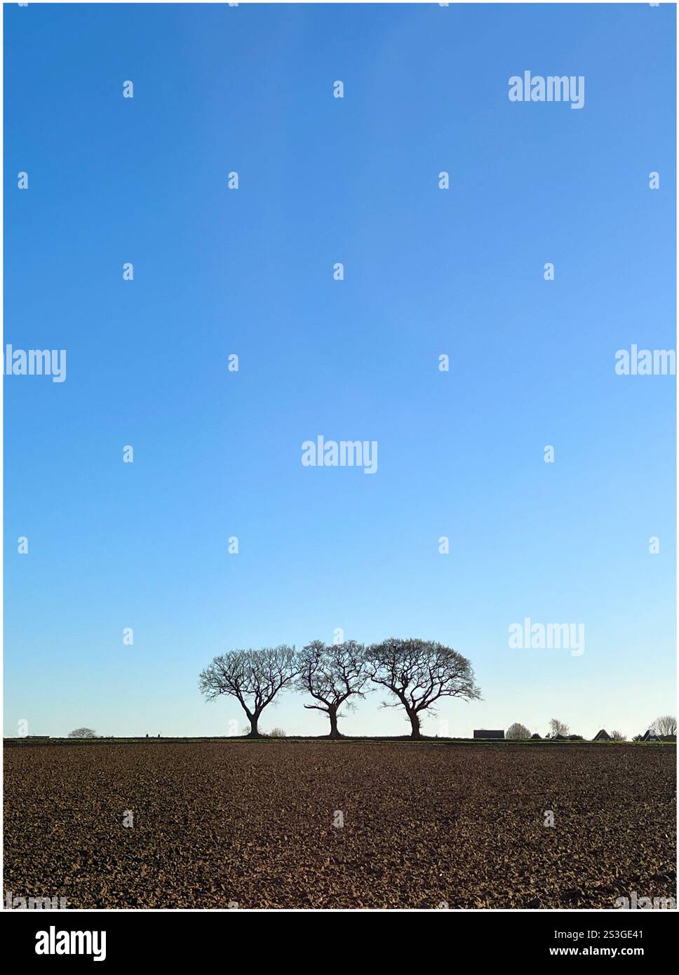 Tre alberi in inverno visti contro un cielo blu a Felixstowe, Suffolk Foto Stock