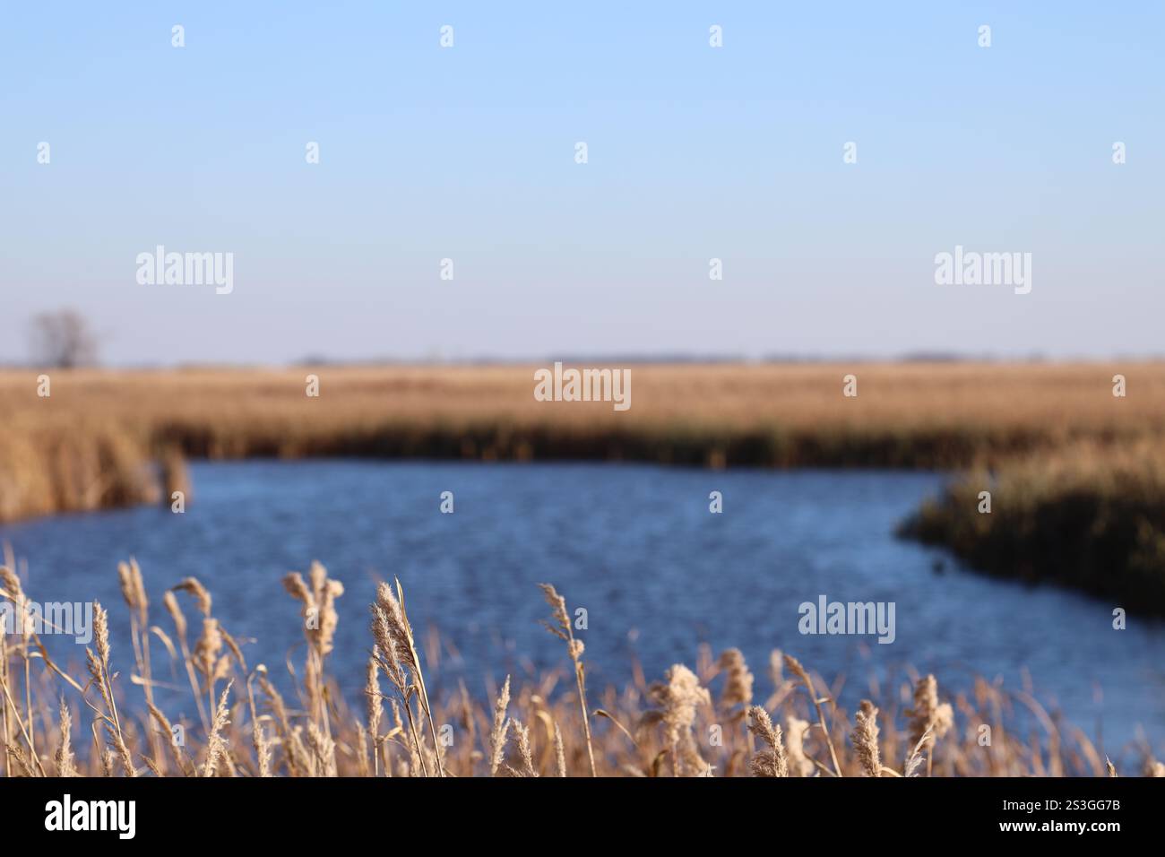 in autunno, i gambi di grano selvatico da vicino contro la palude della prateria Foto Stock