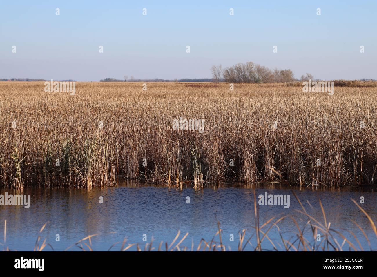 in autunno, nelle paludi della prateria, è possibile ammirare da vicino l'acqua blu e i tori Foto Stock