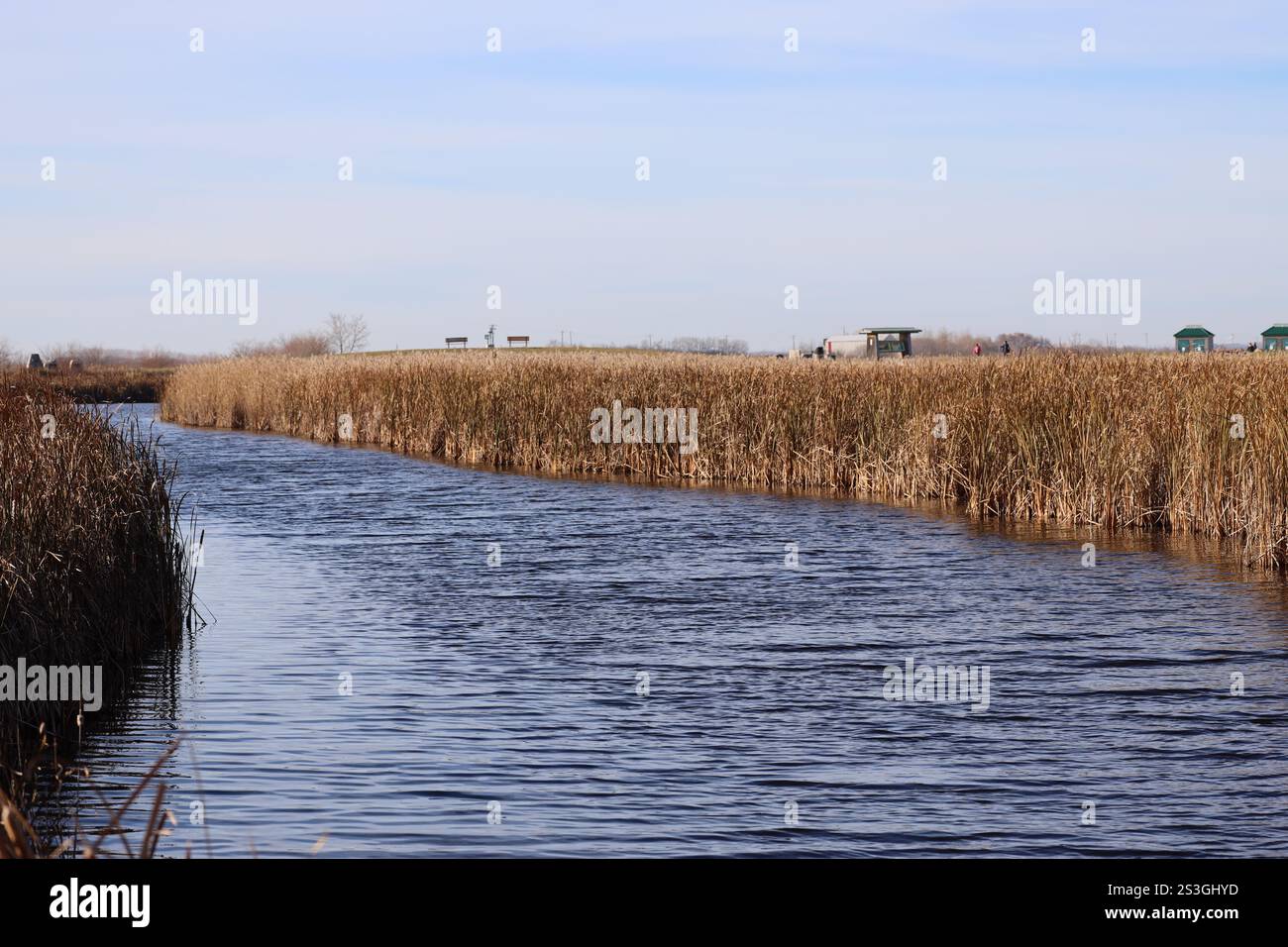 stretto canale di acqua aperta blu profonda attraverso canne spesse nella palude della prateria in autunno Foto Stock