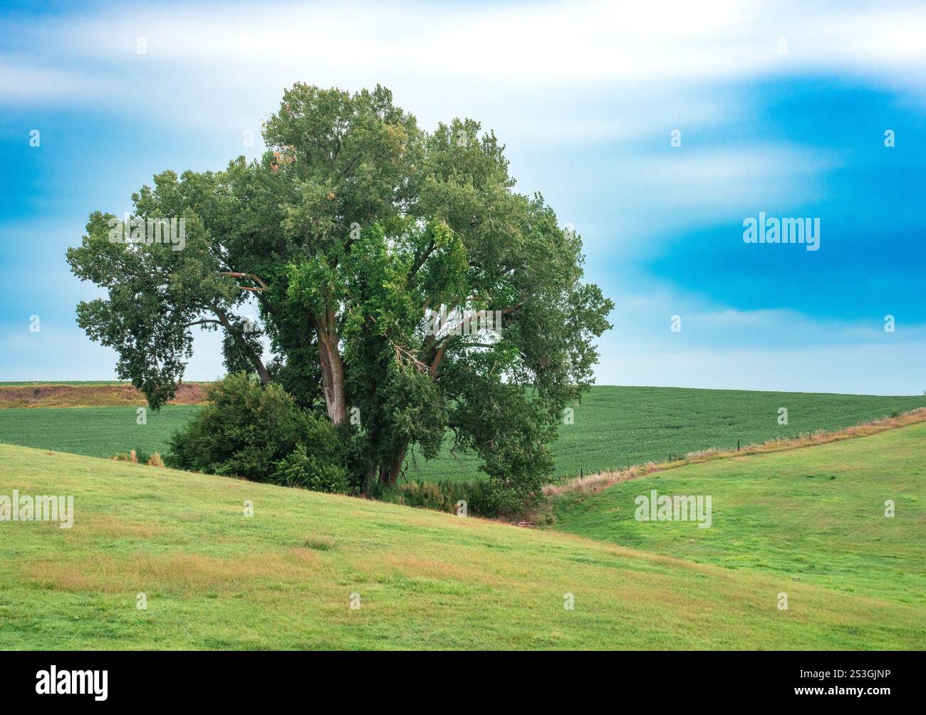 Paesaggio naturale scenario di campagna di un singolo albero su dolci colline rurali con cielo blu Foto Stock