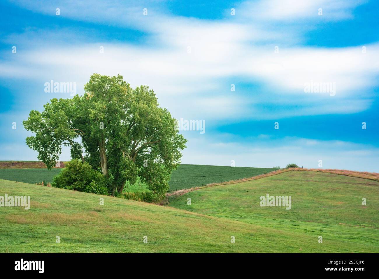 Paesaggio naturale scenario di campagna di un singolo albero su dolci colline rurali con cielo blu Foto Stock