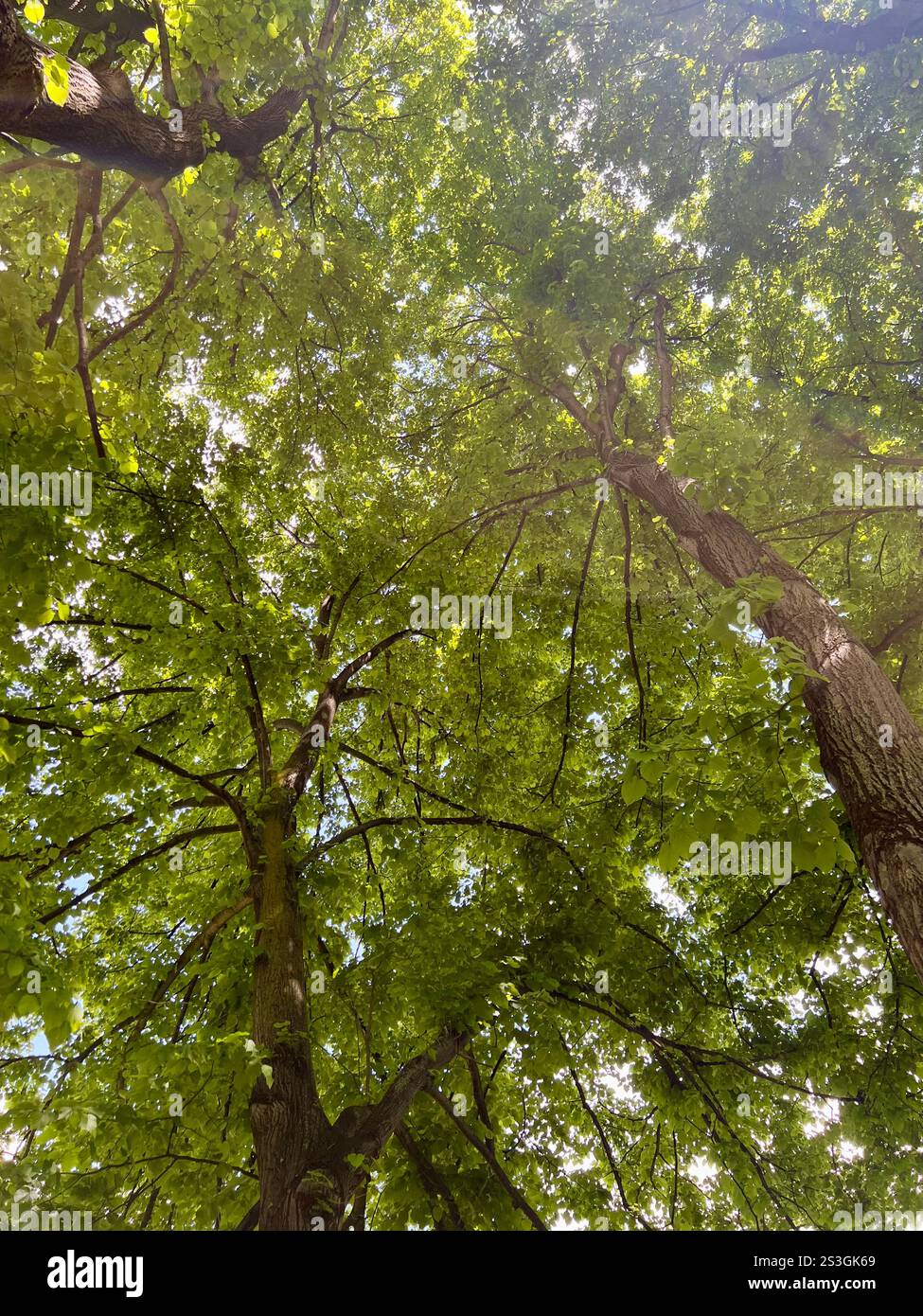 Foresta tranquilla con alberi verdi vibranti, splendida illuminazione e un'atmosfera tranquilla. Perfetta fotografia naturalistica per catturare la serenità dell'esterno Foto Stock