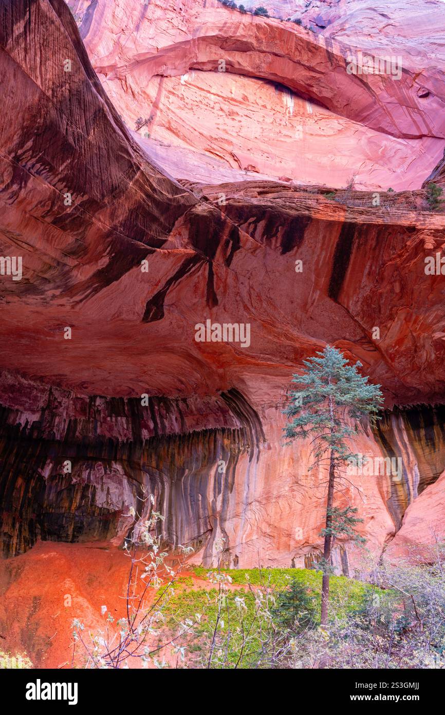 Alcove a doppio arco. Vista da un'escursione mattutina lungo Taylor Creek, Kolob Canyons, Zion National Park, Springdale, Utah, STATI UNITI. Foto Stock