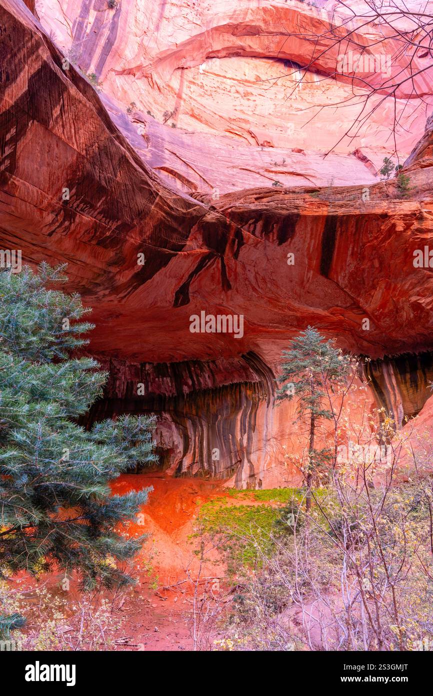 Alcove a doppio arco. Vista da un'escursione mattutina lungo Taylor Creek, Kolob Canyons, Zion National Park, Springdale, Utah, STATI UNITI. Foto Stock