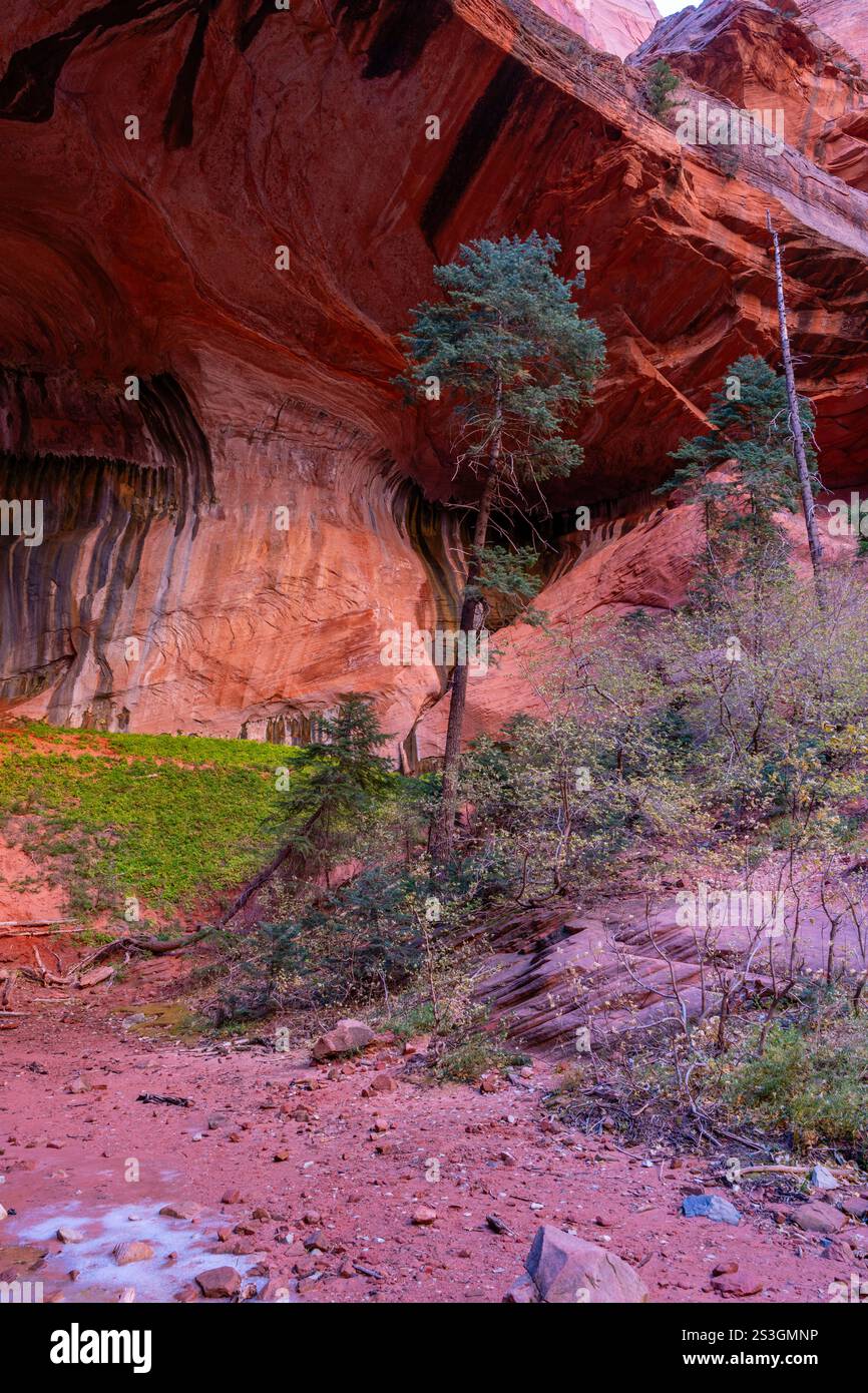 Alcove a doppio arco. Vista da un'escursione mattutina lungo Taylor Creek, Kolob Canyons, Zion National Park, Springdale, Utah, STATI UNITI. Foto Stock