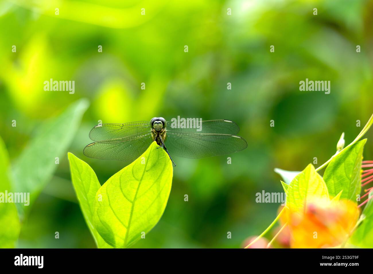 Dragonfly appollaiata sulla punta di una foglia. Foto macro della vista frontale della libellula con colore verde brillante Foto Stock