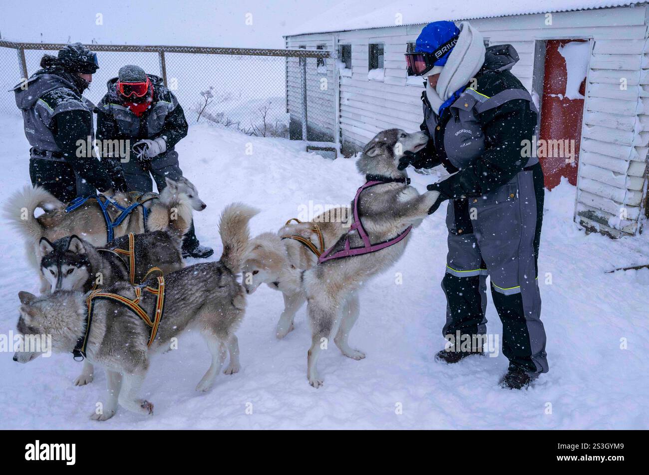 15 luglio 2023, Husavik, Islanda: Un gruppo di persone è visto interagire con gli husky riuniti in un cortile situato vicino a un rifugio per l'addestramento dei cani da slitta a Husavik. Le gite in slitta offrono un'esperienza davvero notevole per esplorare i paesaggi invernali della parte settentrionale del paese. Utilizzando principalmente Husky siberiani addestrati, noti per la loro resistenza al freddo e la loro capacità di percorrere lunghe distanze, i visitatori possono godersi un'emozionante corsa attraverso la tundra innevata. Guidate da esperti locali, queste escursioni non solo consentono ai viaggiatori di ammirare le bellezze naturali della regione, ma anche di interagire con il d Foto Stock