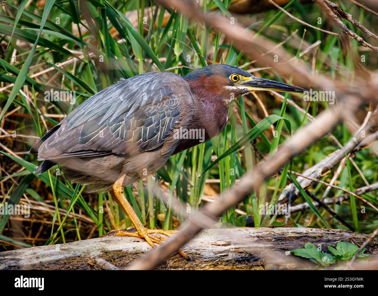 Airone verde lungo la corsa primaverile di Letort alla ricerca di prede al mattino. Foto Stock
