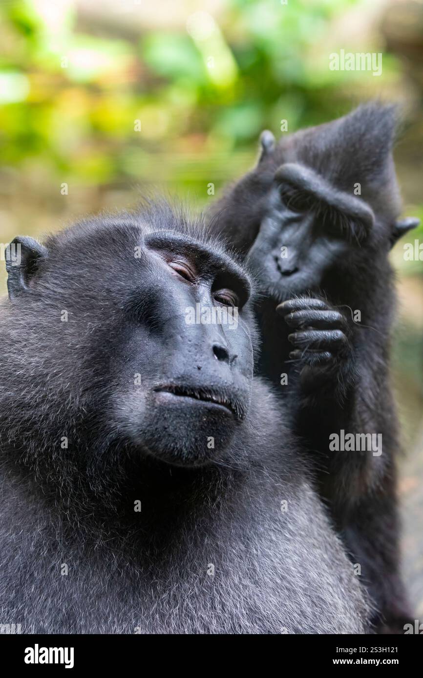 Il macaco crested Celebes (Macaca nigra) è una scimmia del Vecchio mondo che vive nella riserva di Tangkoko nella punta nord-orientale dell'isola indonesiana Foto Stock