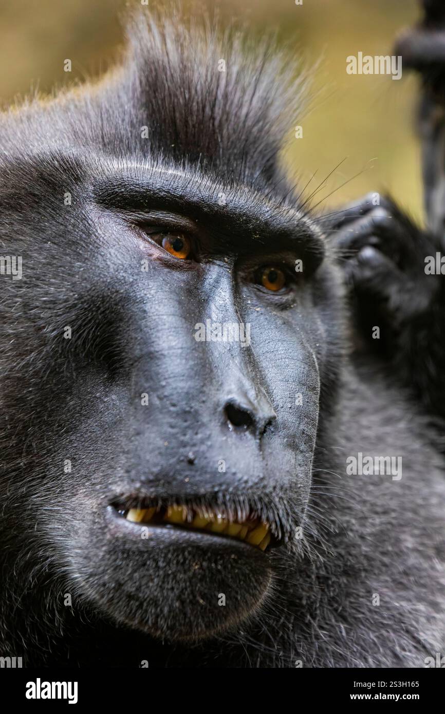 Il macaco crested Celebes (Macaca nigra) è una scimmia del Vecchio mondo che vive nella riserva di Tangkoko nella punta nord-orientale dell'isola indonesiana Foto Stock