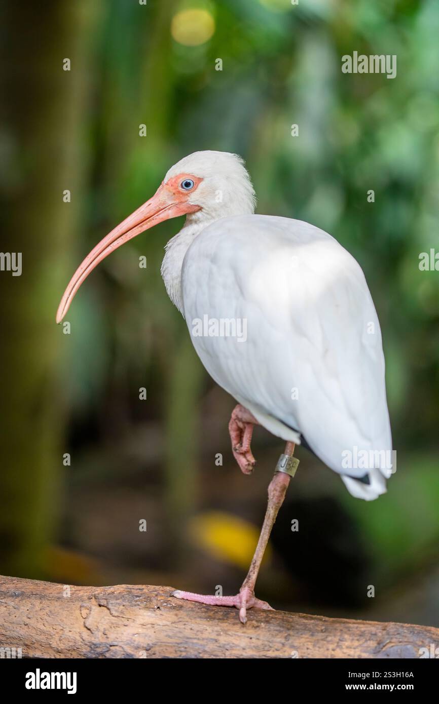 L'ibis bianco americano (Eudocimus albus) è una specie di uccello della famiglia ibis, un uccello di medie dimensioni con un piumaggio bianco complessivo Foto Stock