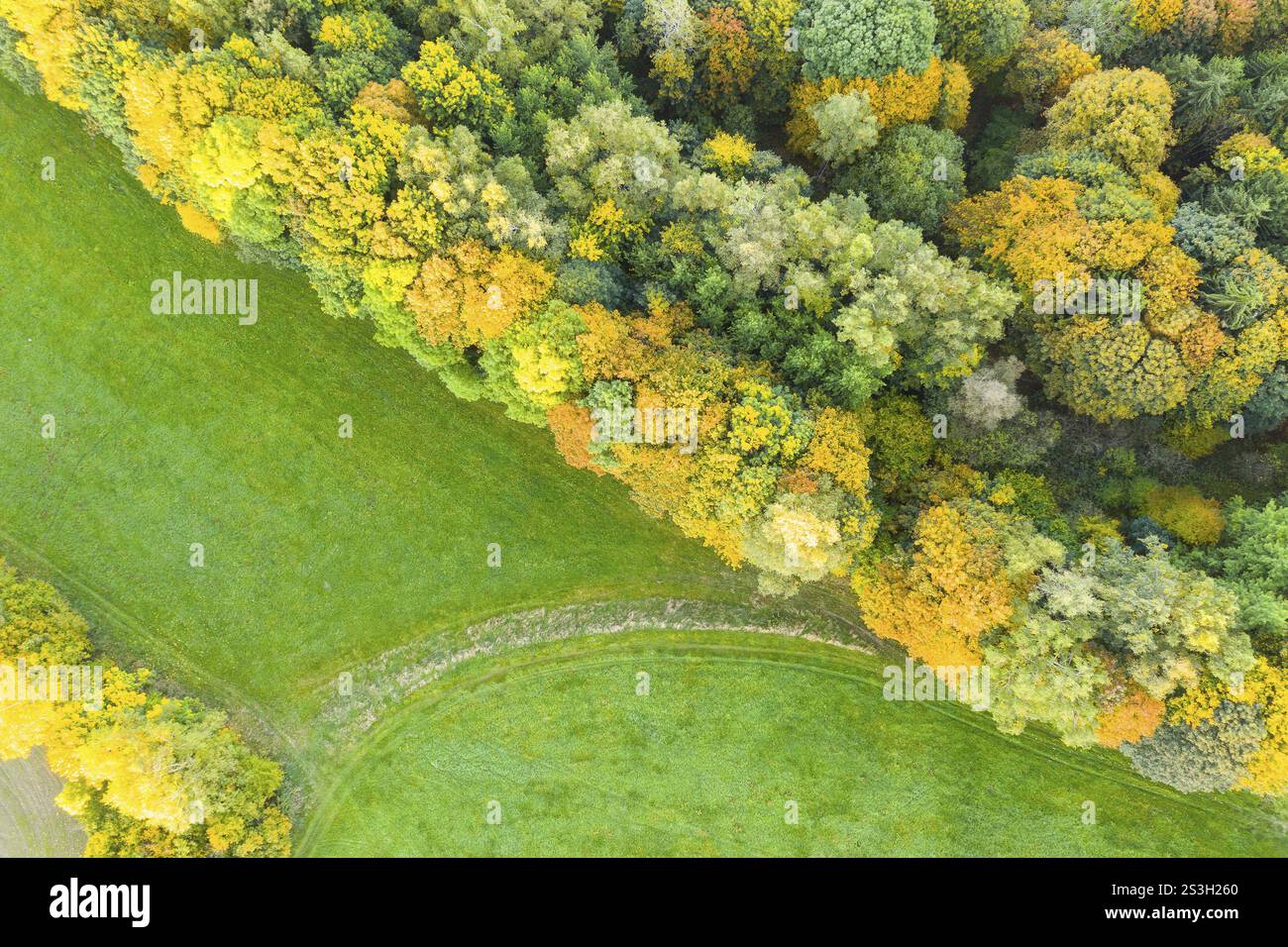 Vista aerea verticale di una foresta mista con colori autunnali e prati, Sassonia, Germania, Europa Foto Stock