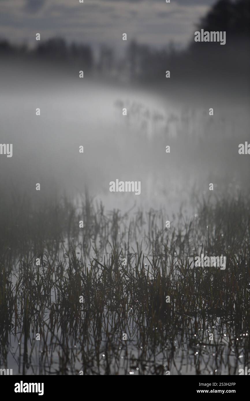 Area di canne ricoperta di nebbia vicino all'acqua, che crea un'atmosfera tranquilla e mistica, atmosfera nebbiosa di notte sulla brughiera sul fiume Peene, Naturpark Flusslan Foto Stock