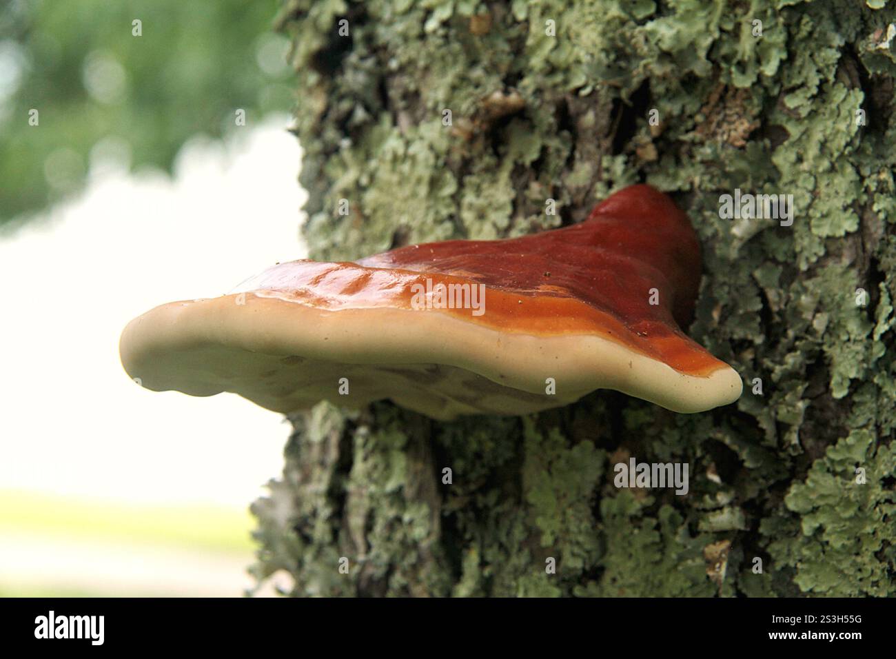 Virginia, Stati Uniti. Corpi fruttiferi di Ganoderma sessile fungo che crescono su un tronco di albero. Foto Stock