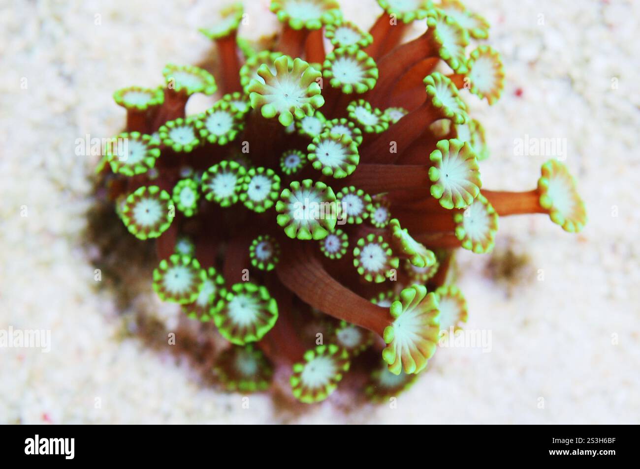 Green Daisy Coral, Alveopora spp Foto Stock