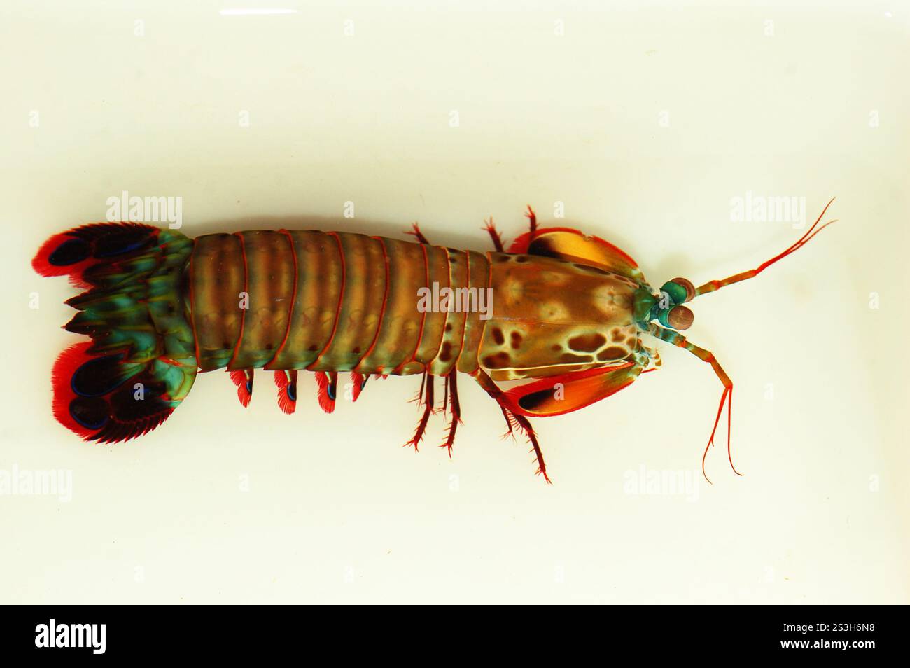 Gamberi di Peacock Mantis, Odontodactylus scyllarus Foto Stock