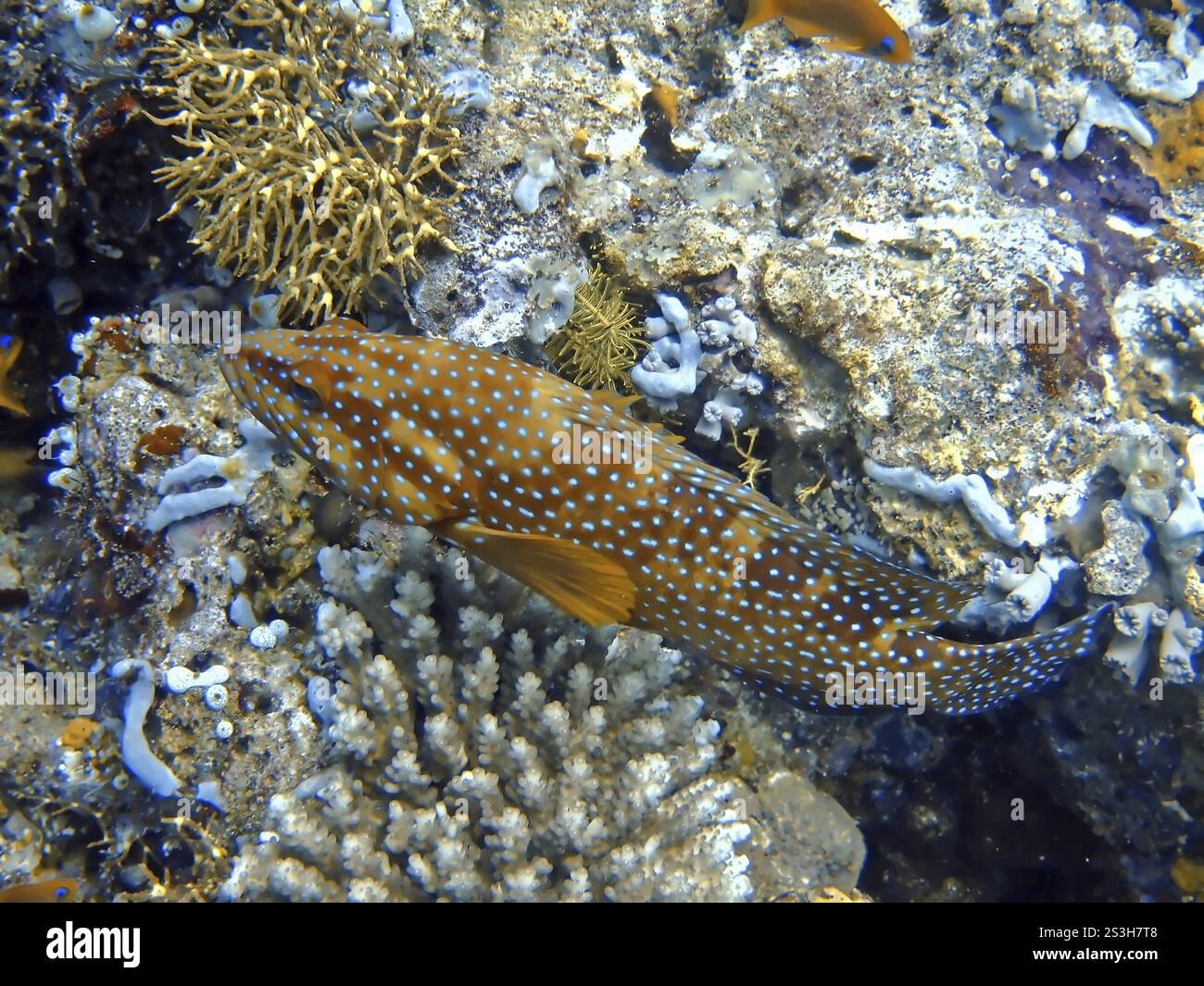 Merluzzo corallino maculato blu, atollo di Ari Sud, Maldive Foto Stock