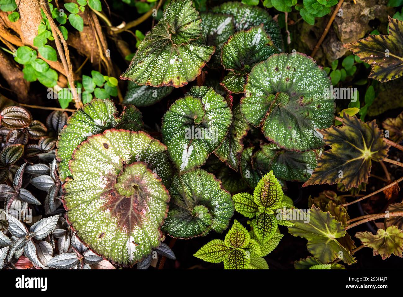 Primo piano delle foglie di Begonia rex con motivi intricati e vivaci sfumature di verde e Bordeaux. Pianta ornamentale del fogliame, vista dall'alto, perfetta per tropi Foto Stock
